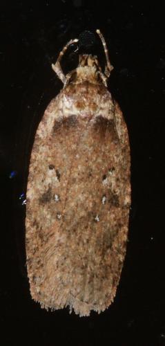 Agonopterix heracliana